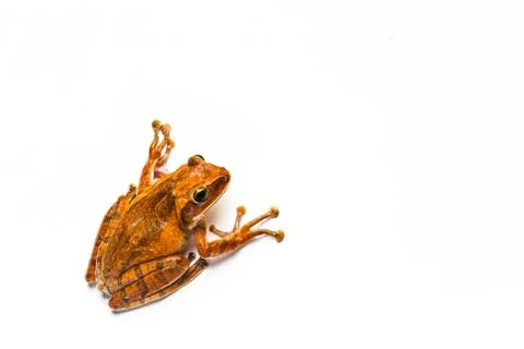 Frog isolated on white background Stock Photos