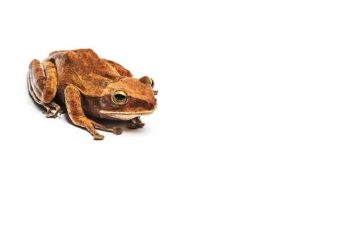 Frog isolated on white background Stock Photos