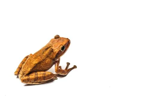 Frog isolated on white background Stock Photos