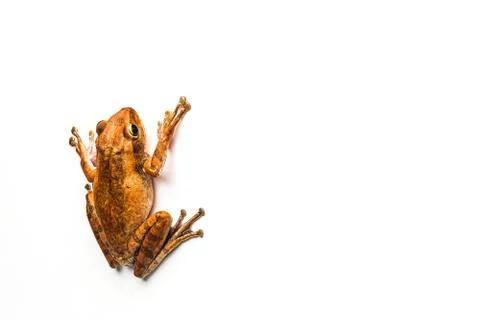 Frog isolated on white background Stock Photos
