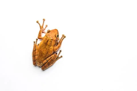Frog isolated on white background Stock Photos
