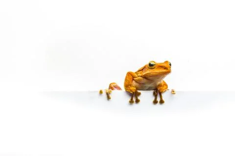 Frog isolated on white background Stock Photos