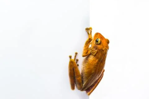 Frog isolated on white background Stock Photos