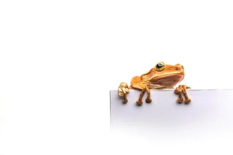 Frog isolated on white background Stock Photos