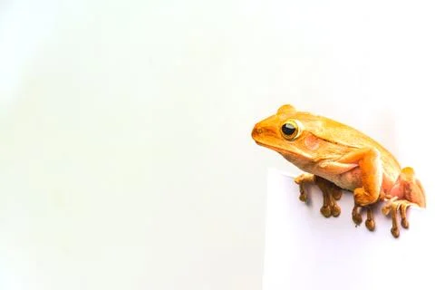 Frog isolated on white background Stock Photos