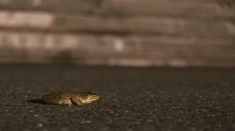 Frog jump Video stock 509383