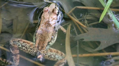 Frog Jump Stockbeeldmateriaal 726325