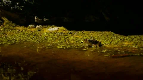 Frog Jump Vidéo 11200400