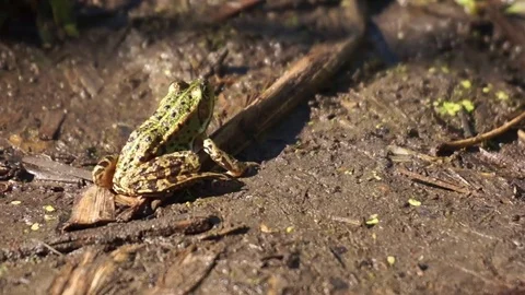 Frog jumped into the water by the pond Video stock 78632745