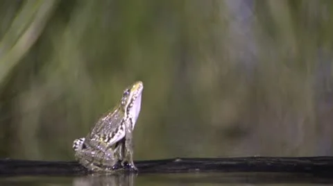 Frog jumping up Stock Footage
