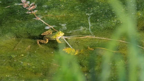 Frog jumping Stock Footage 89810952