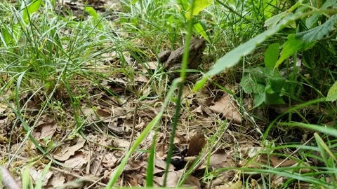 Frog jumping into grass Stock Footage 255649704