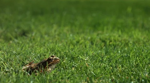 Frog jumping in grass, slow motion Stock Footage 62380155
