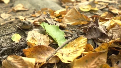 Frog Jumping on Leaves in Slow Motion Stock Footage 86214637