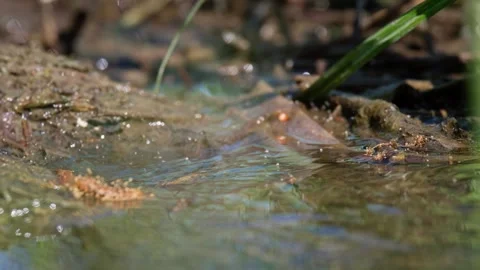 Frog jumping out of frame 스톡 동영상 289315497