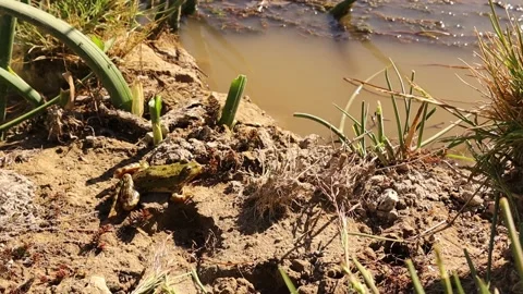 Frog jumping in the pond. Common Green frog (Pelophylax ridibundus) in the water Stock Footage 155782475