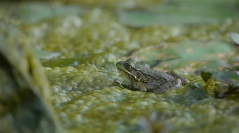 Frog Jumping in the pond Stock Footage 27555859