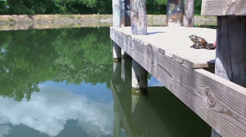 Frog jumping into pond slow motion Stock Footage 24710813