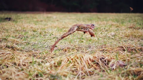 Frog jumping in the spring grass, slow motion Stock Footage 159390869