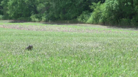 Frog jumping through grass 스톡 동영상 24707276