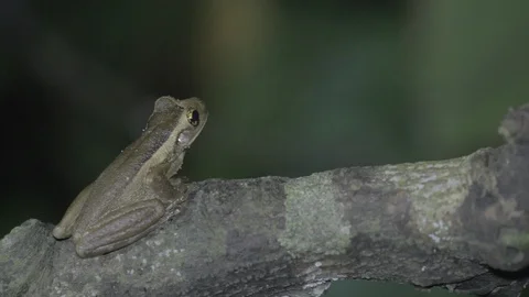 Frog jumping from a tree 스톡 동영상 109206386