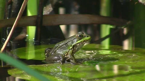Frog jumping from water lily 스톡 동영상 413711
