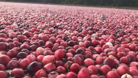 Frog jumps in cranberries Stock Footage 114127256