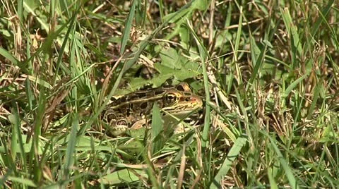Frog Jumps Видео 12271020