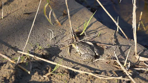 Frog jumps Stock Footage 23262769