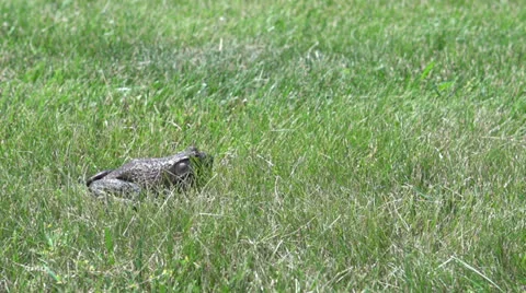 Frog jumps in grass close up Video stock 24707755