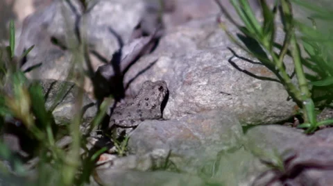 Frog Jumps On The River Bank Stock Footage 42183215