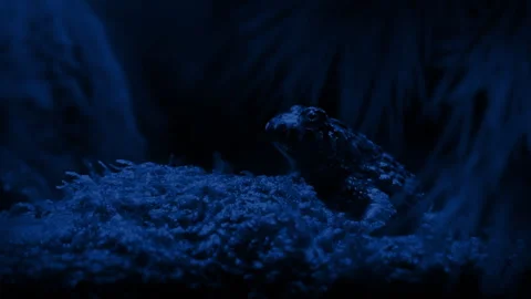 Frog In The Jungle At Night Vidéo 306185624
