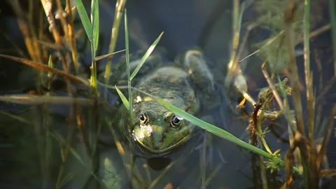 Frog in the lake 1 Stock Footage 316709501
