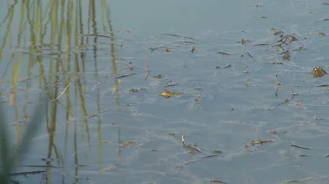 Frog in a lake Stock Footage 8693574