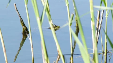 Frog in the lake Video stock 90377019