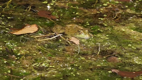 Frog on the lake Stock Footage 92853247