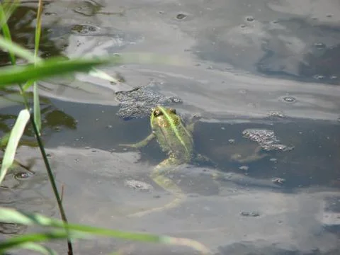 Frog in lake Stock Photos