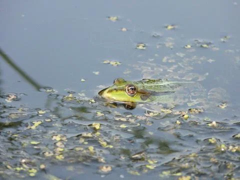 Frog in the lake Stock Photos
