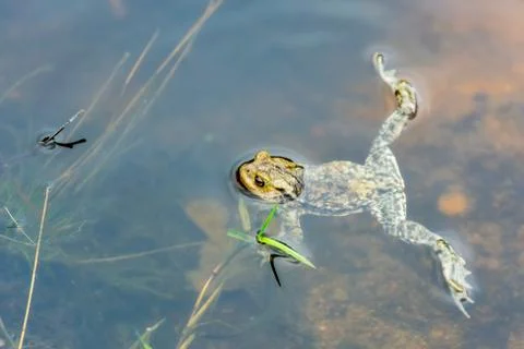 Frog in the lake. Stock Photos