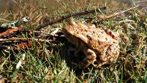 Frog on the lake shore Stock Footage 107784887