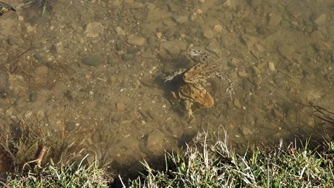 Frog on the lake shore Stock Footage 107784909