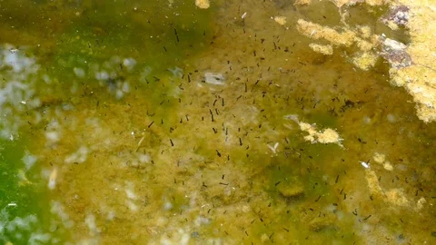 Frog larvae of algae, tiny frog larvae, Video stock 93613387