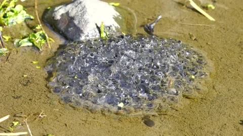 Frog Larvae Vidéo 334738316