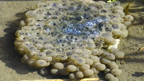 Frog Larvae Vídeo Stock 334812193
