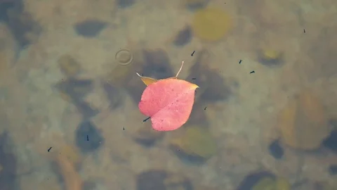 Frog larvae swim in shallow pools. the first stage of development is frog larvae Stock Footage 121346128
