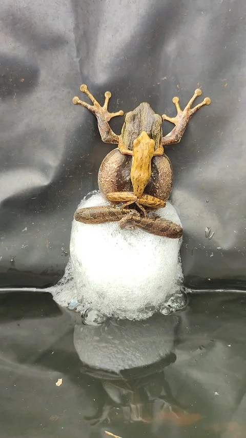 Frog laying eggs Stock Footage 165544096