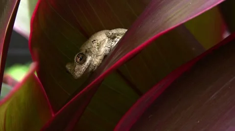 Frog on Leaf 01 Stock Footage 7765060