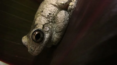 Frog on Leaf 03 Stock Footage 7765041