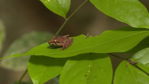 Frog on a leaf - Amazon Stock Footage 73061500