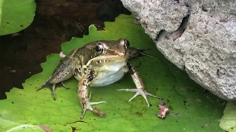 Frog on a Leaf in a Buddhist Temple Stock Footage 87243890